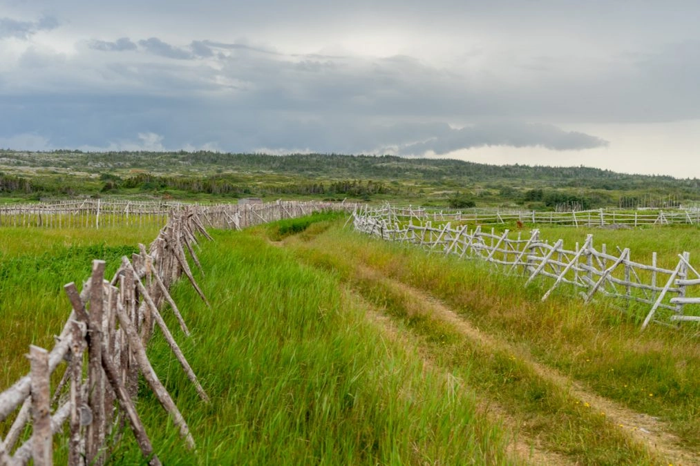 green farmland on fogo island newfoundland