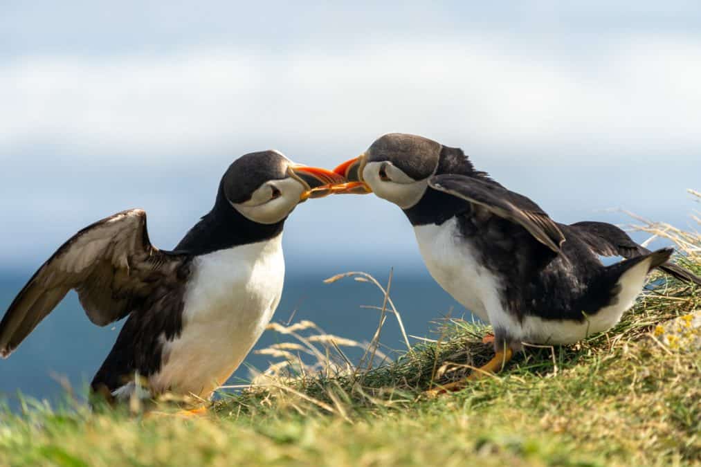 two puffins being playful in newfoundland. the ocean is blurred in the background.