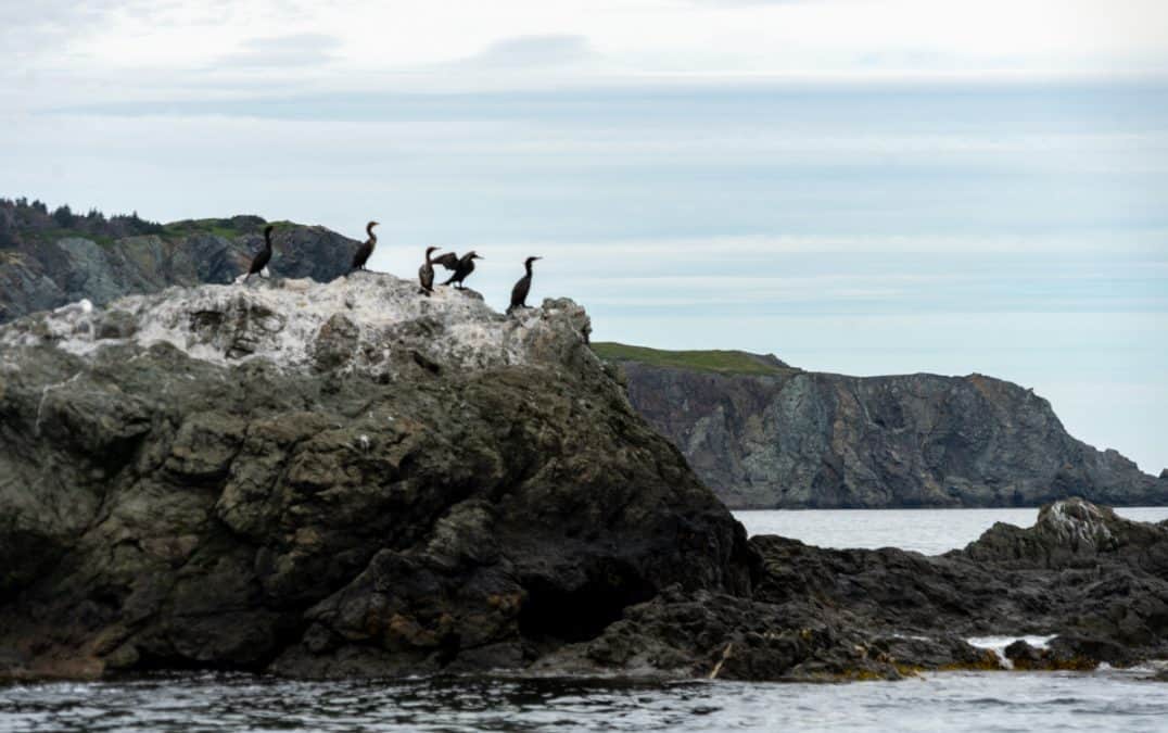birds perched on a rock on the twillingate coastline
