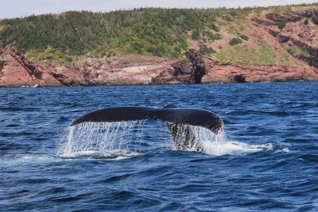 whale tail along newfoundlands irish loop