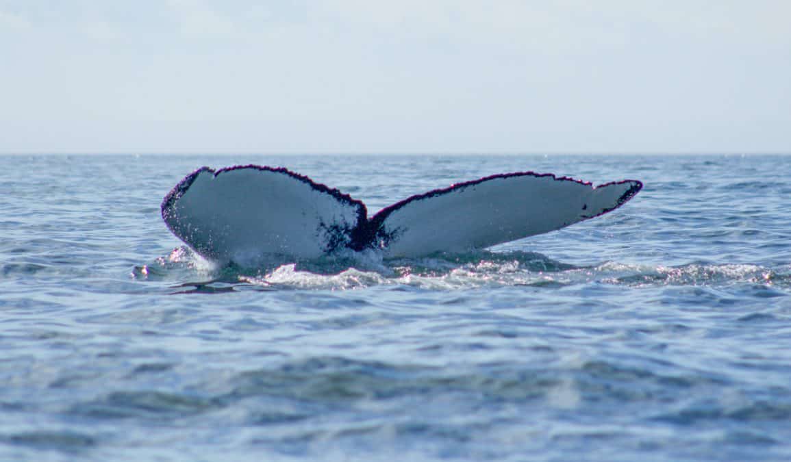 Whale Tail in the Bonavista Bay, Newfoundland