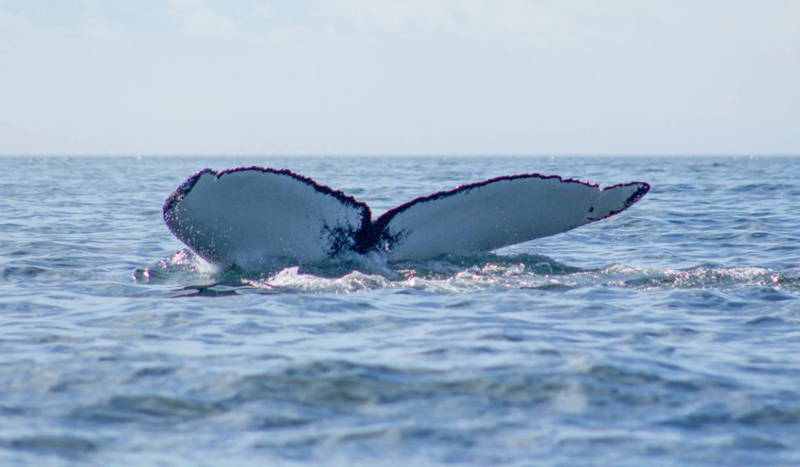 whale tall coming out of the atlantic ocean in newfoundland