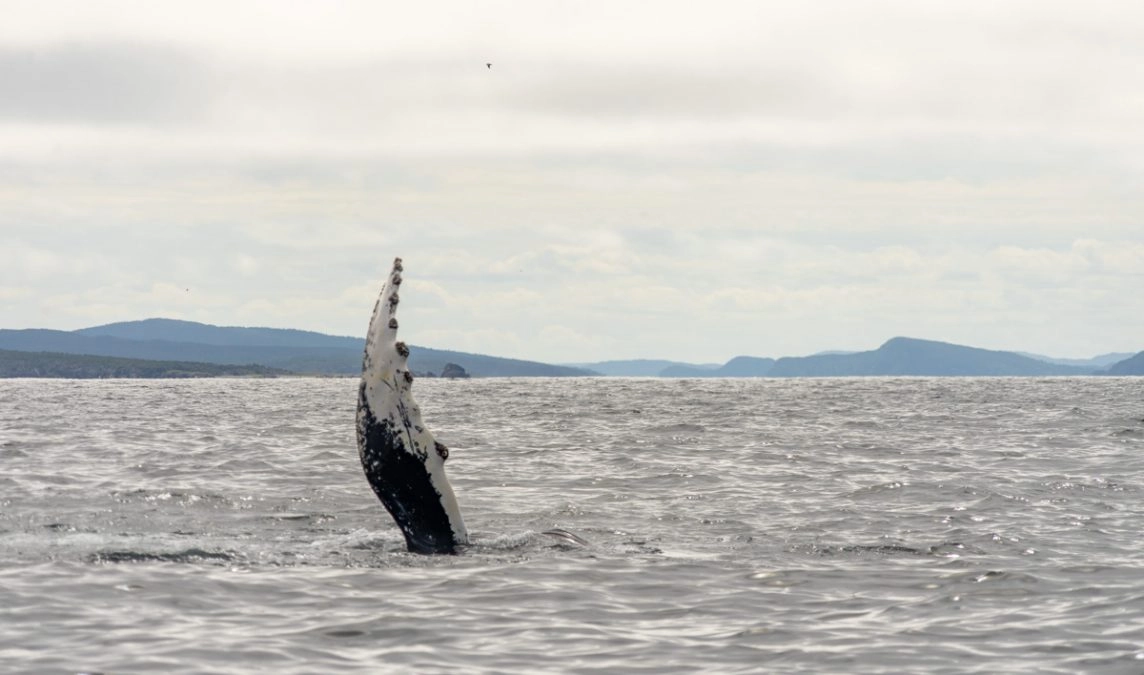 a humpback whale puts its fin out of the water while whale watching in newoundland