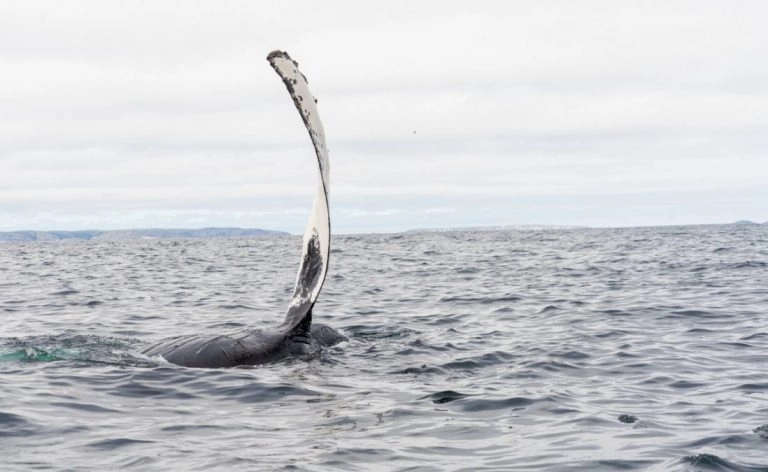 a whale on its side in the atlantic ocean with an arm sticking out