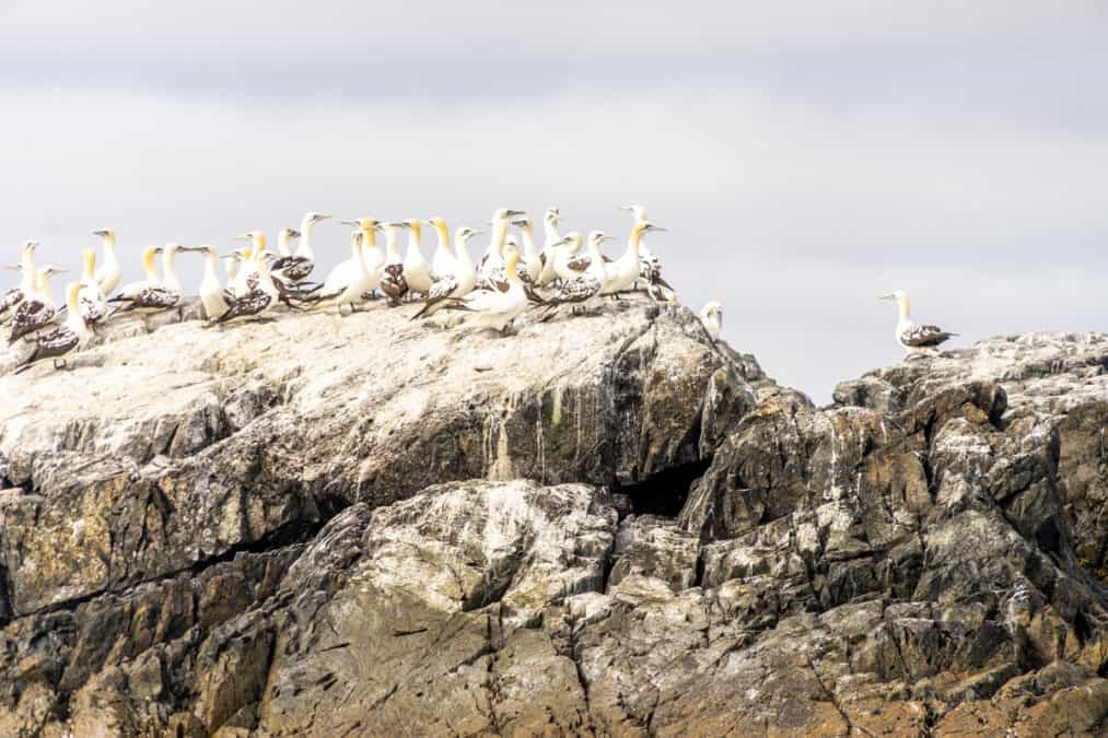 Northern Gannets perched on a rock in in Bonavista Bay, Newfoundland