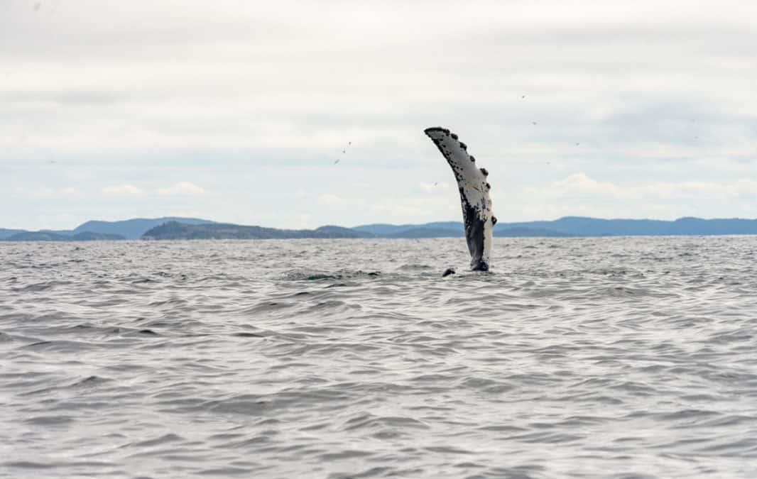 whale waving newfoundland