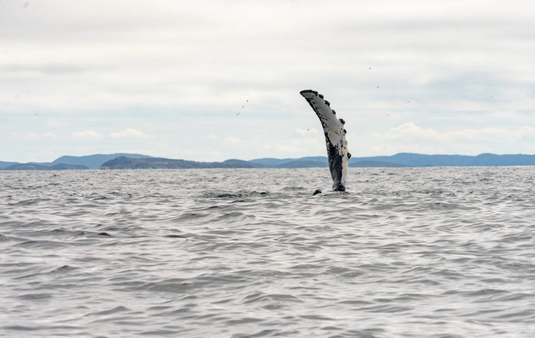 humpback whale tail coming out of the water in atlantic ocean newfoundland