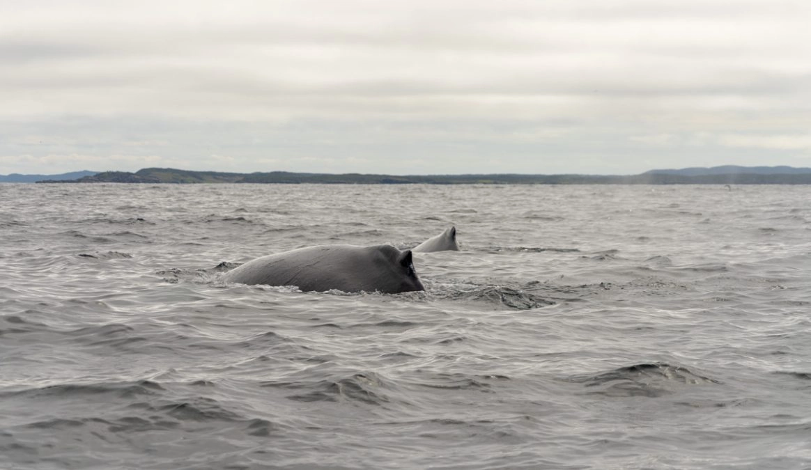 whales in newfoundland