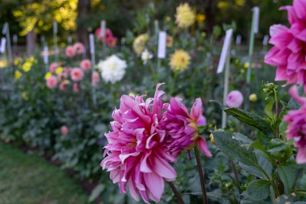 halifax public gardens