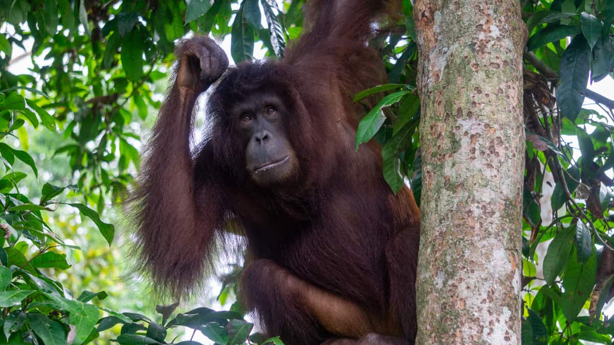 orangutan in borneo
