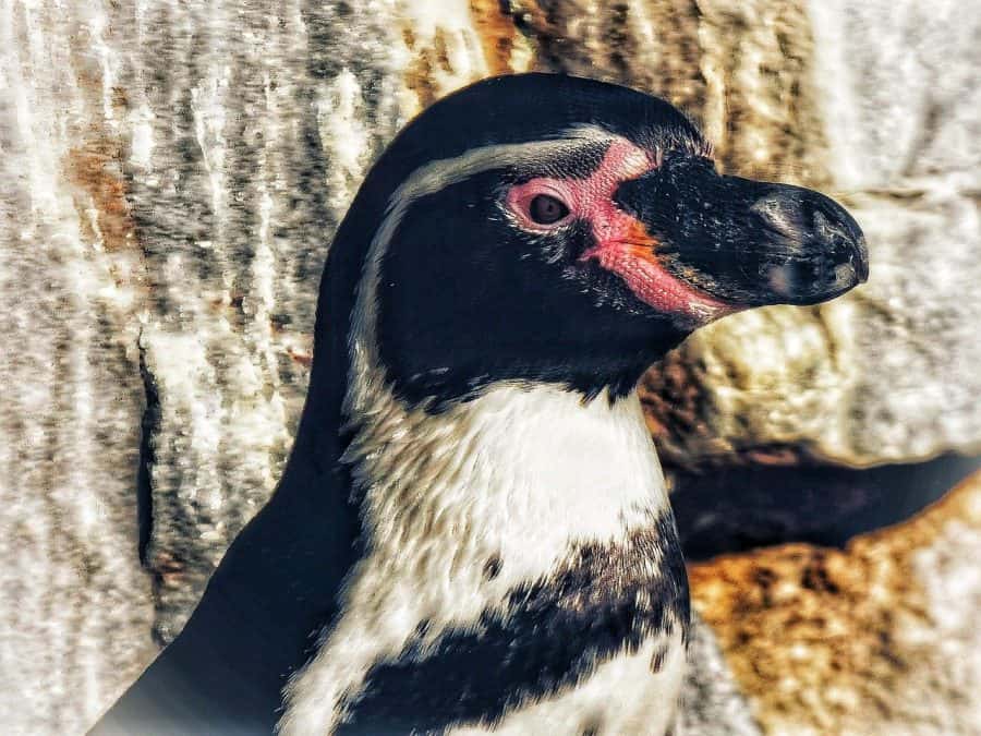 penguin in new zealand