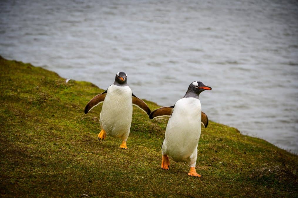 penguins on the falkland islands