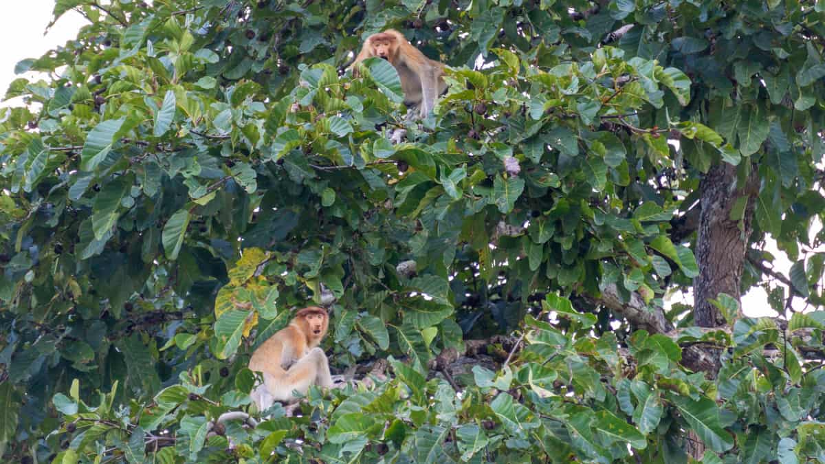 monkeys in borneo malaysia
