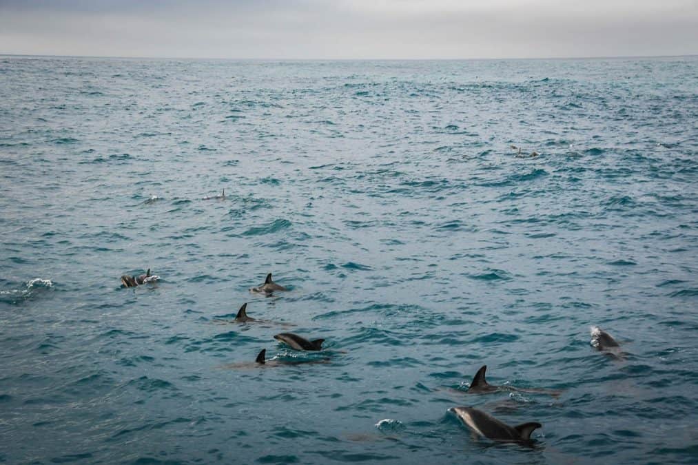 dolphins in new zealand