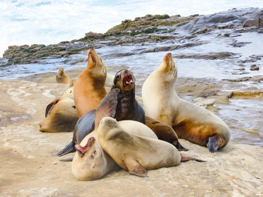 sea lions in san diego best wildlife experiences in the world