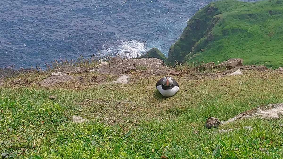 puffins on the faroe islands