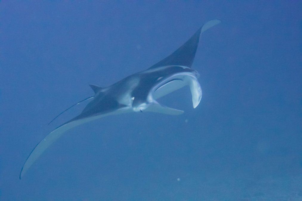 manta rays in the maldives
