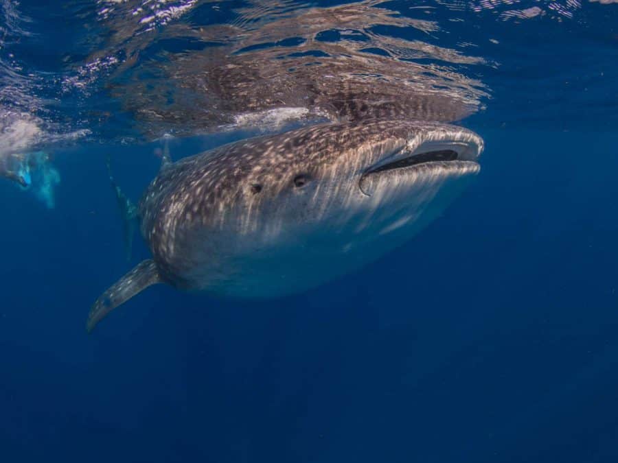whale sharks in mexico