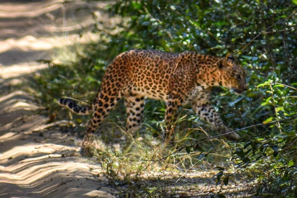 leopards in sri lanka