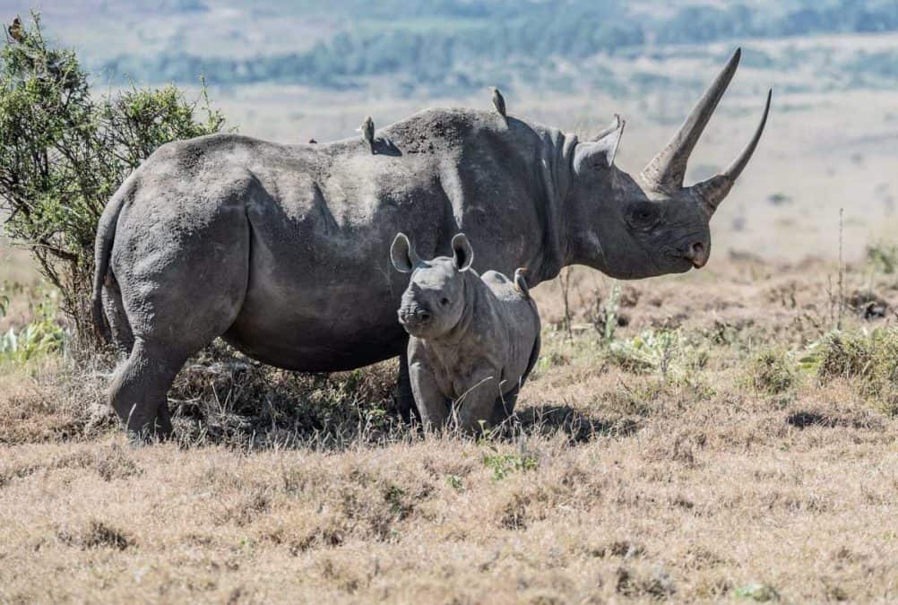 rhino in kenya
