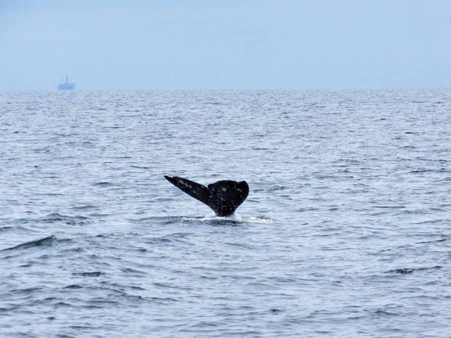 whale tail while whale watching in california