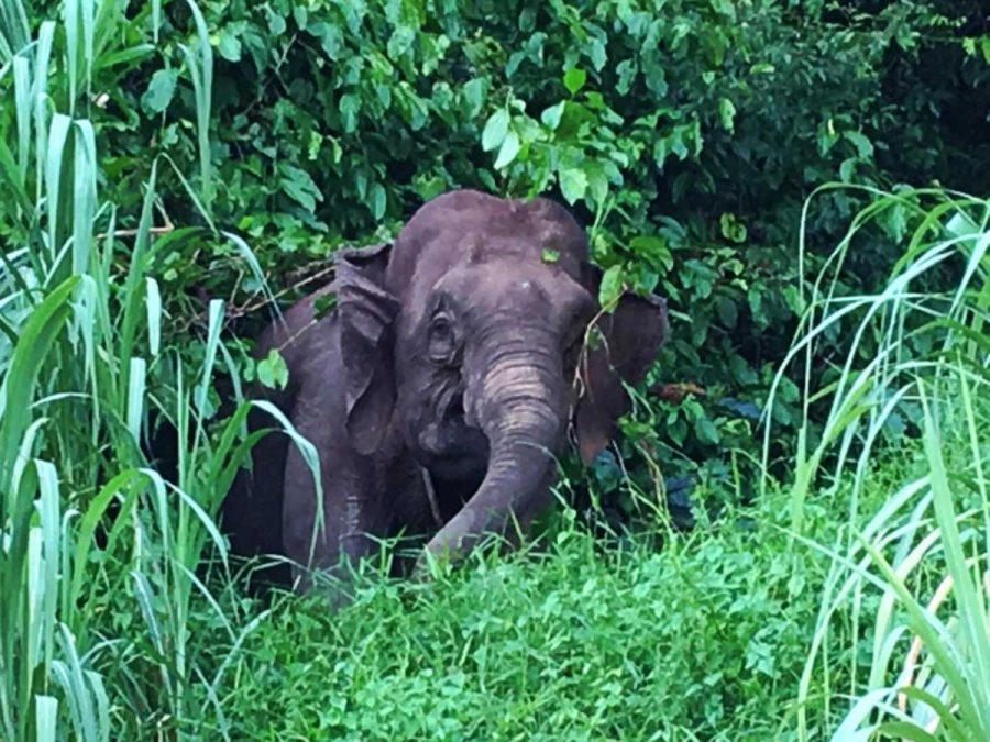 pygmy elephants in borneo