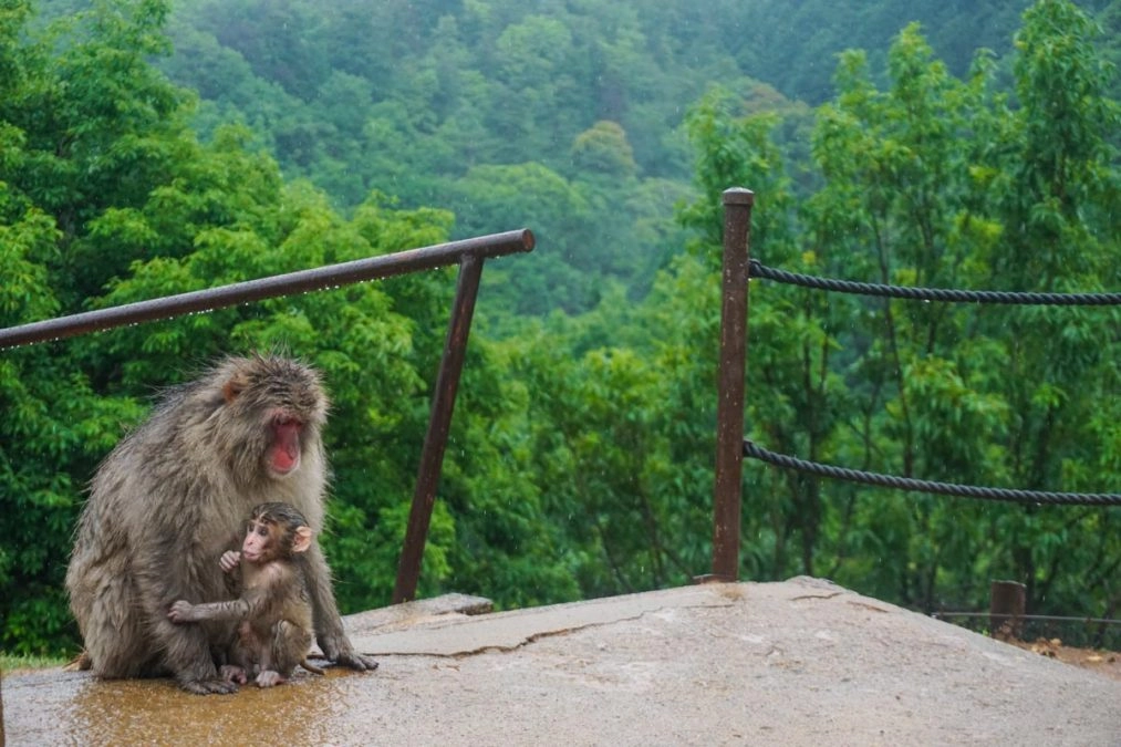 snow monkeys in japan