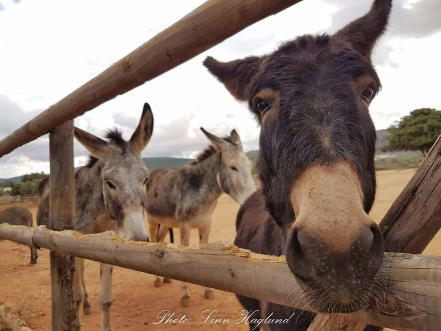 donkeys in spain