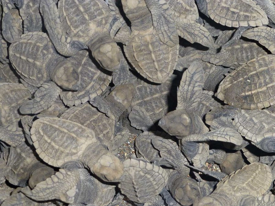 sea turtles in costa rica