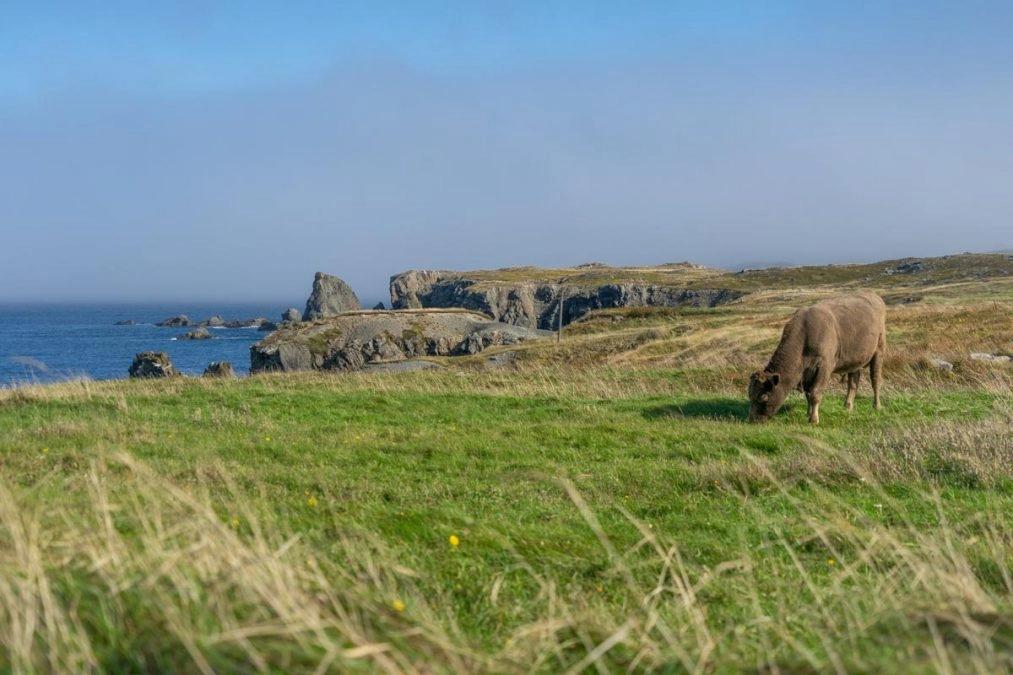 cow grazing on the grass by sea in bonavista newfoundland