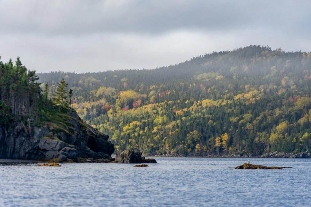 Fall colors on the trees by the ocean on the Bonavista Peninsula