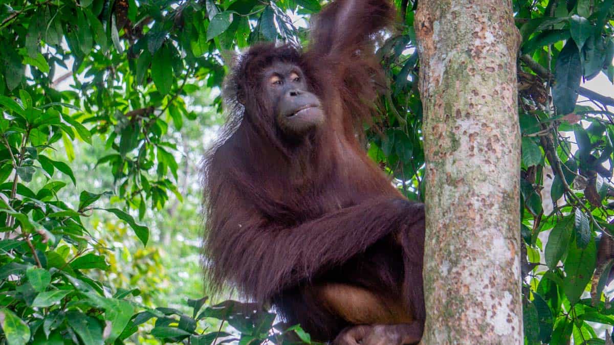 orangutans in borneo