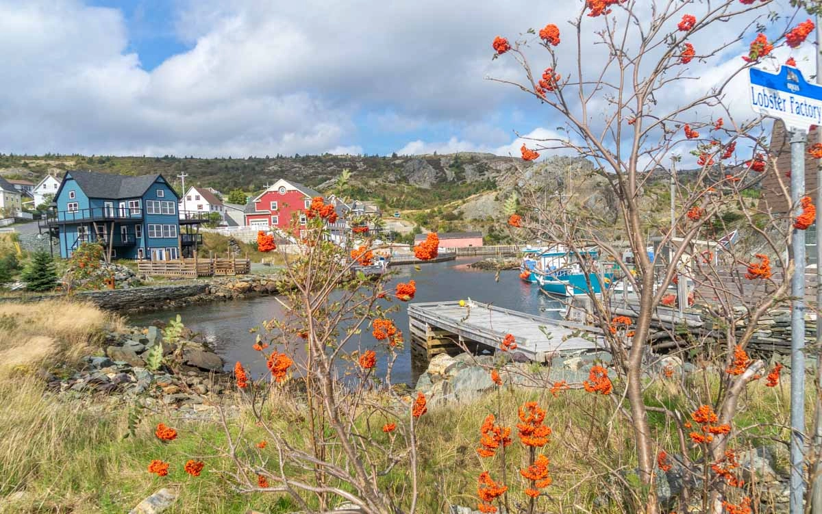 orange flowers next to a blue house in brigus newfoundland