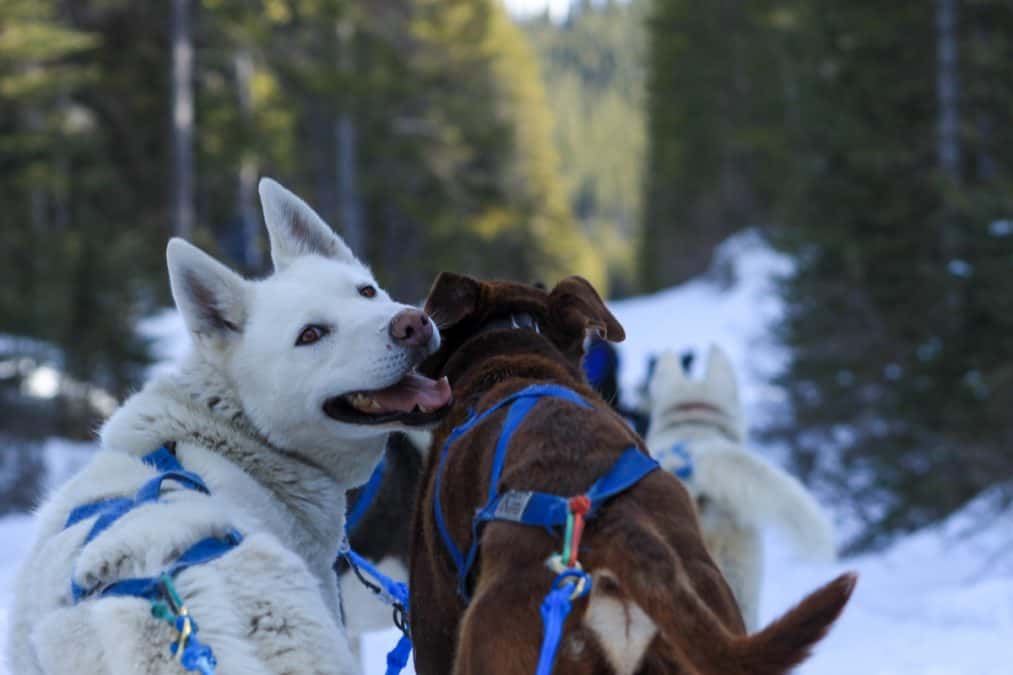 dog sledding in canmore during the winter