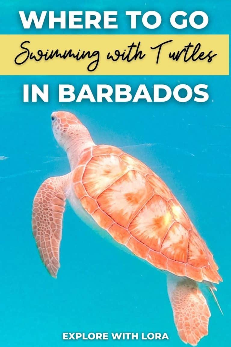 Where To Go Swimming With Turtles In Barbados – Explore With Lora