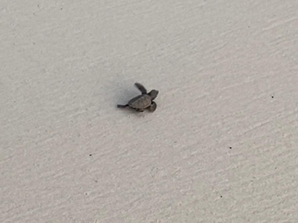 baby sea turtle in barbados