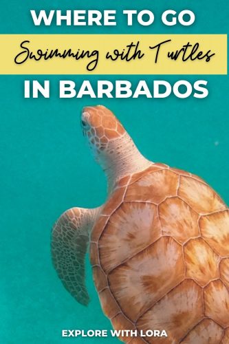 Where To Go Swimming With Turtles In Barbados – Explore With Lora