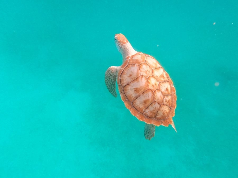 green sea turtle swimming in the turquoise caribbean ocean