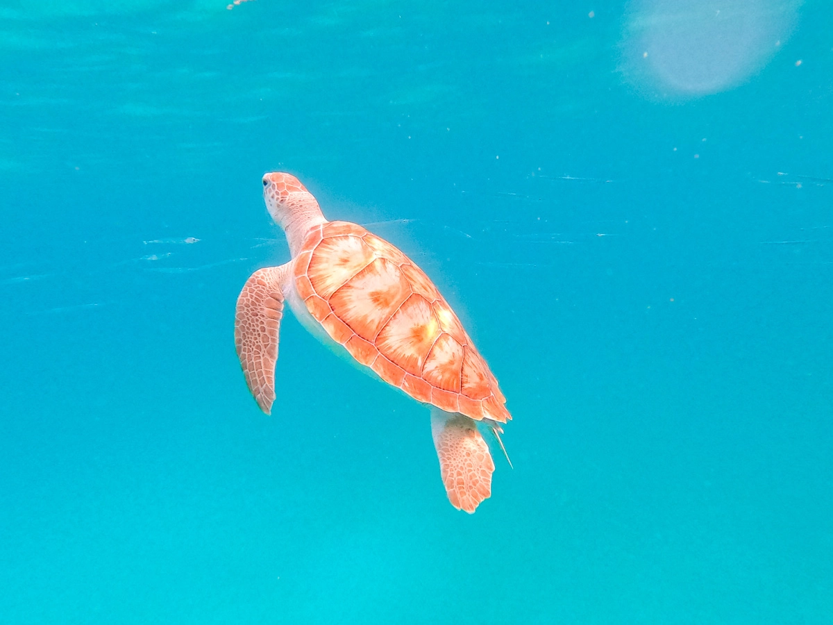 green sea turtle swimming in the caribean sea.