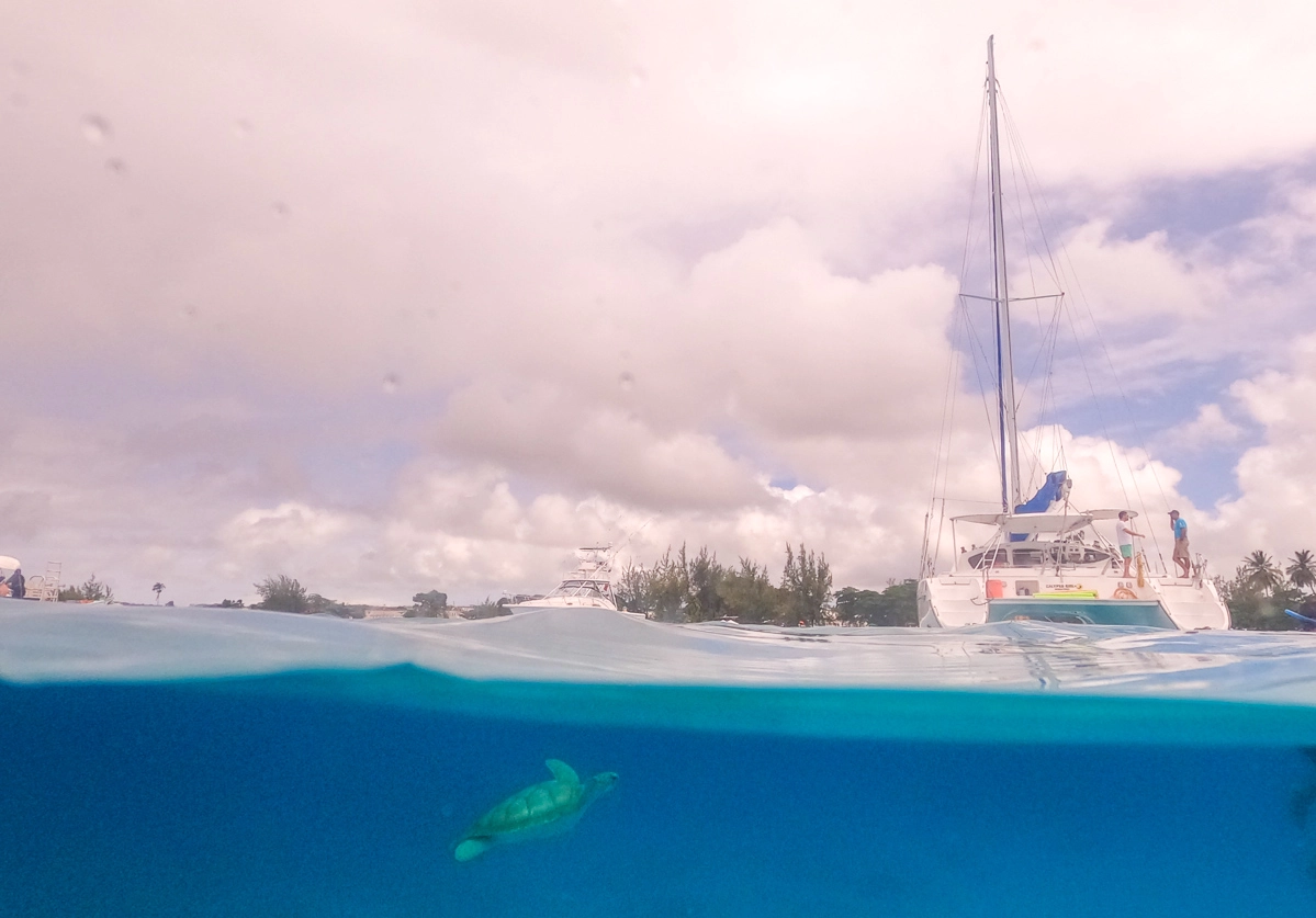 Snorkeling with sea turtles on a catamaran tour in Barbados in Carlisle Bay