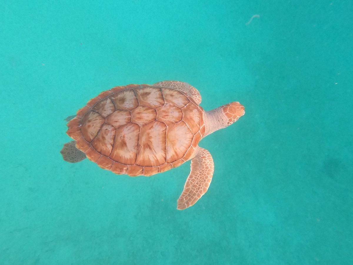 swimming with sea turtles barbados on a budget