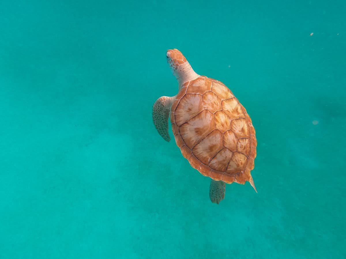 Snorkeling with sea turtles in Barbados