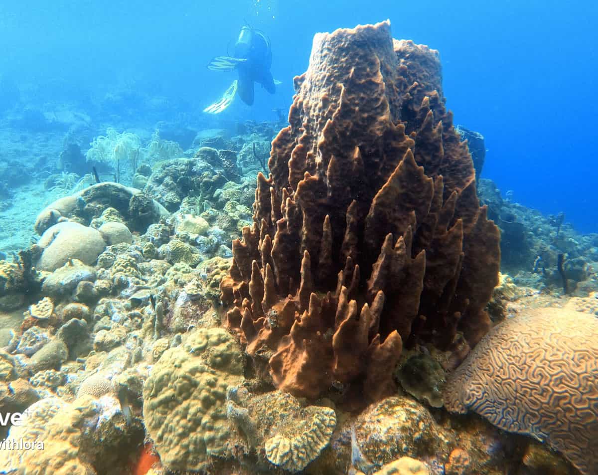 giant barrel sponges diving in dominiica