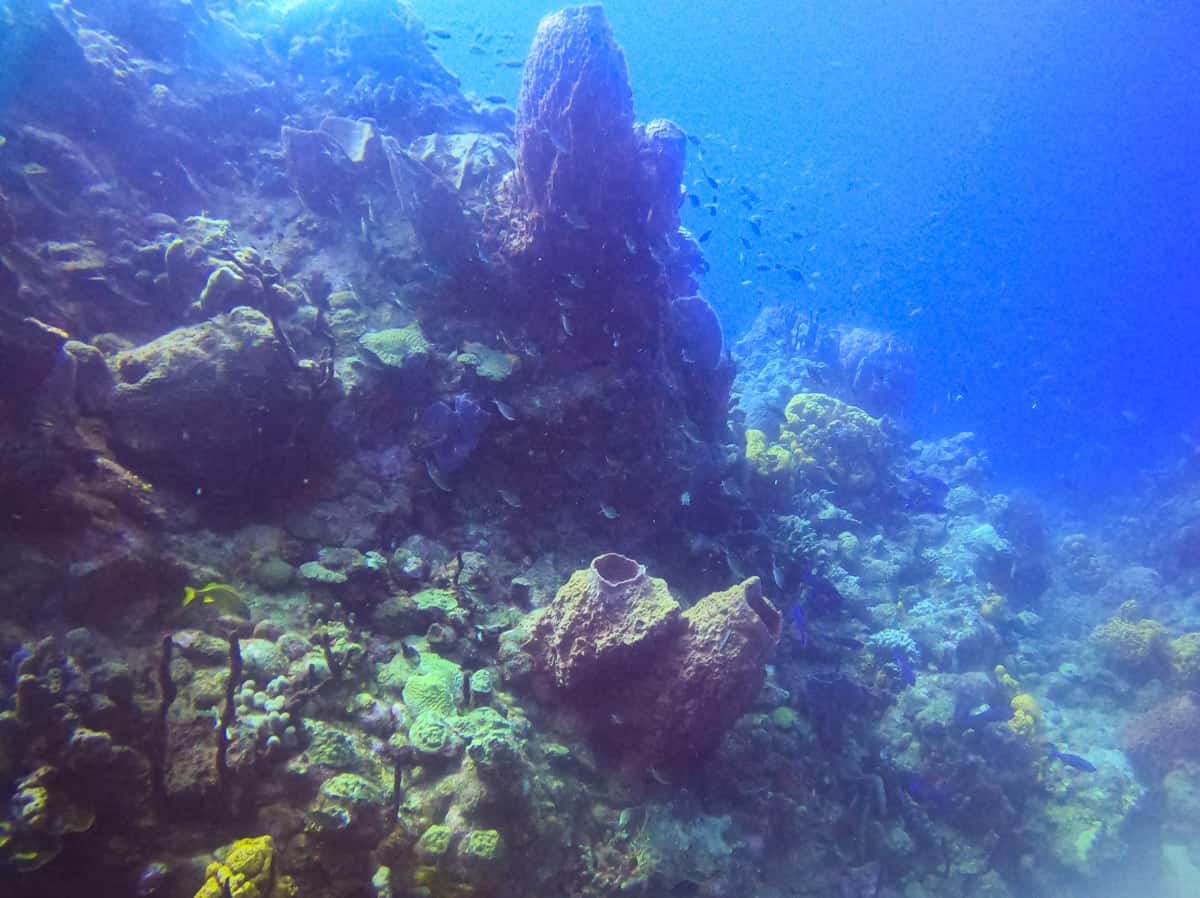 diving in dominica