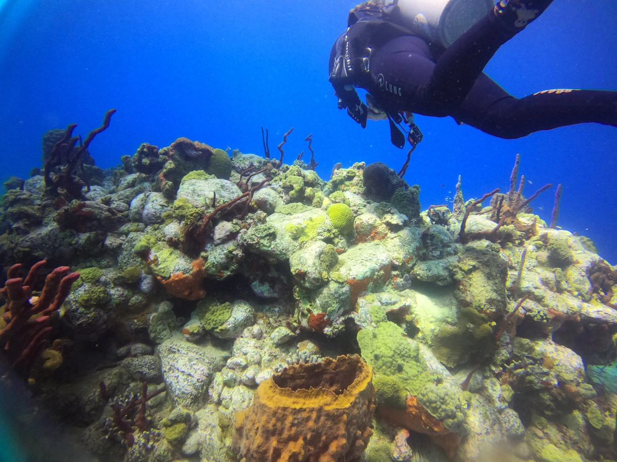 scuba diver by coral reef in Cabrits National Marnie Park 