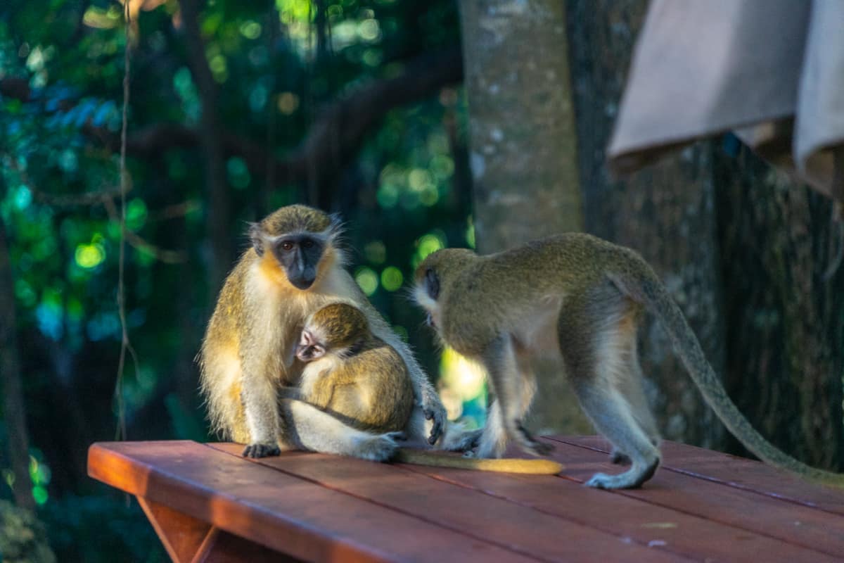 Green monkeys at the Barbados Wildlife Reserve