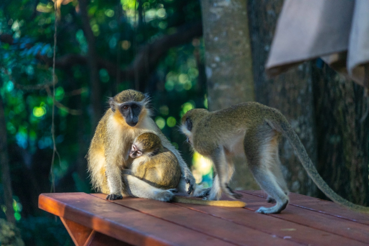 green monkeys in barbados