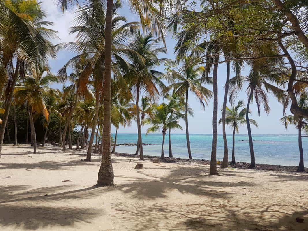 golden sand beach in guadeloupe. it is lined with dozens of palm trees casting their shadow on the ground and the background is the turquoise sea.