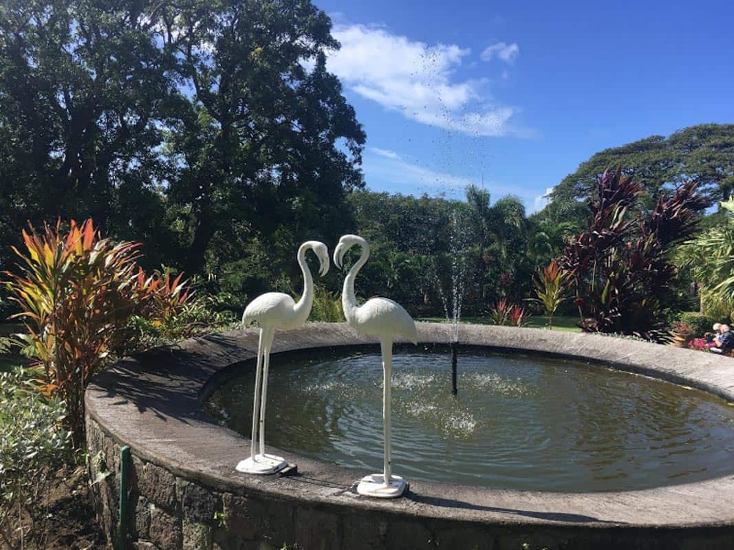 a swan status next to a fountain in a park in st kitts and nevis