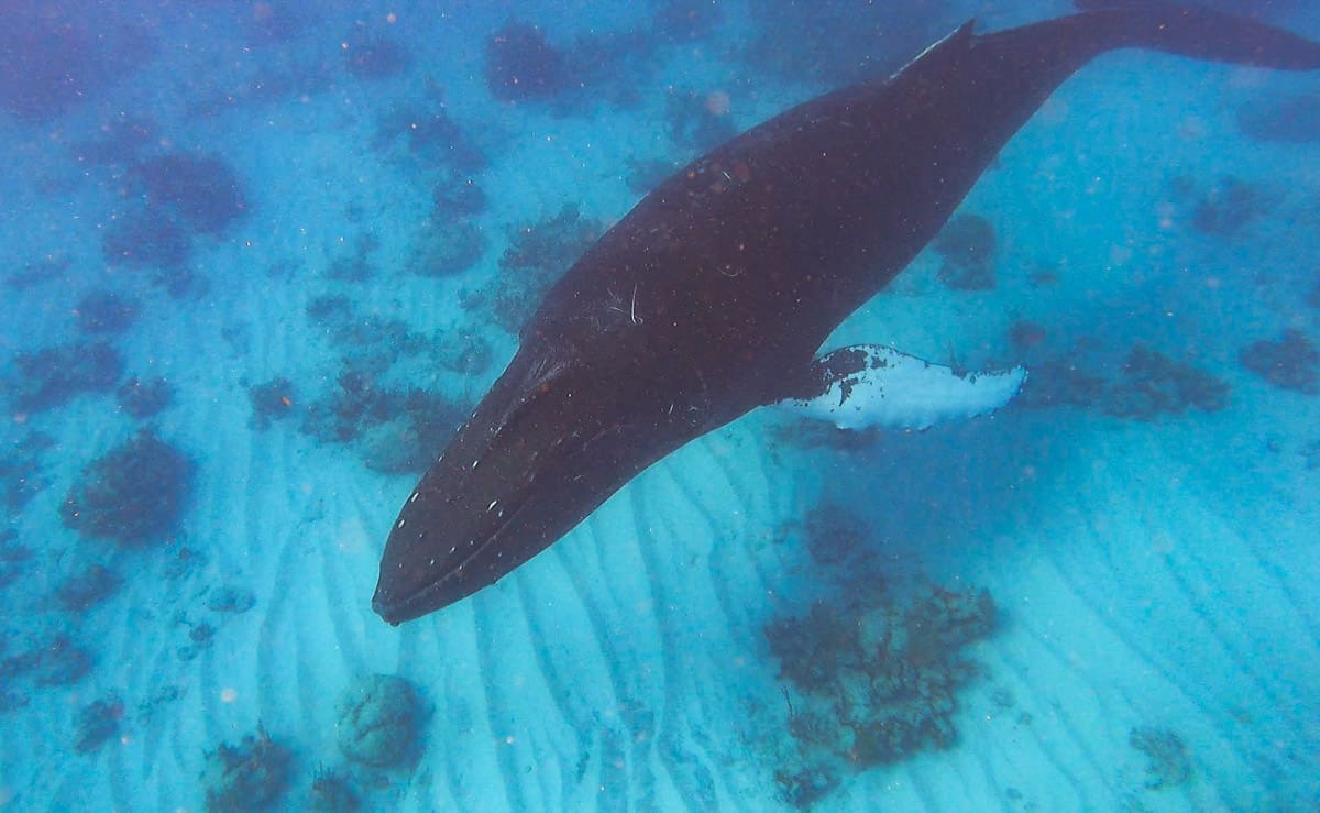 a humpback whale swimming in the turquiose sea in in turks and caicos